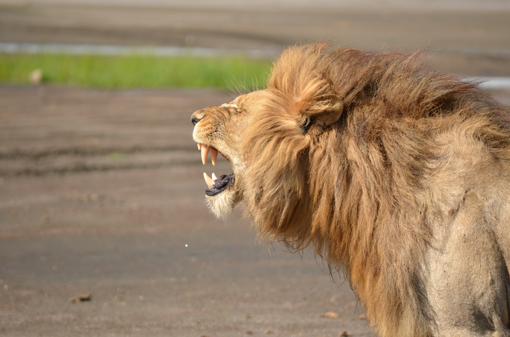 2-Days-Budget-Joining-Safari