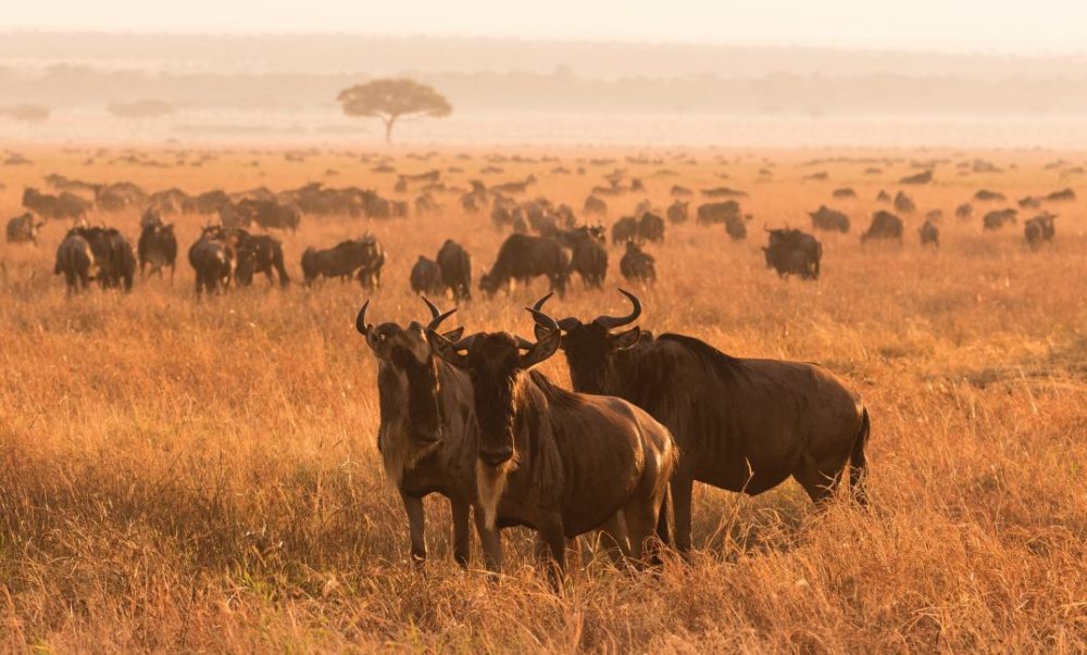 4-Days-Joining-Budget-Safari-in-Tanzania