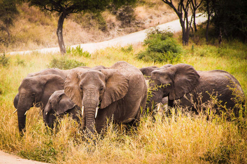 5 Days Joining Safari in Tanzania