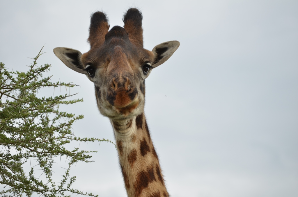 6-Days-Joining-Budget-Safari-in-Tanzania